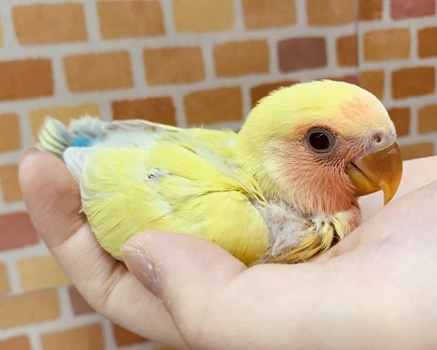 コザクラインコ（小桜インコ）