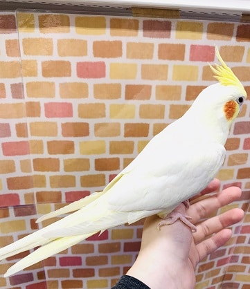 オカメインコ