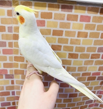 オカメインコ