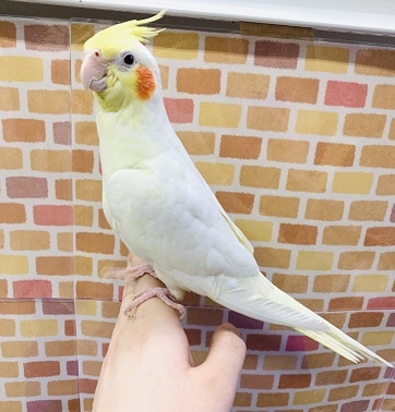 オカメインコ