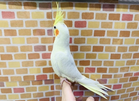 オカメインコ
