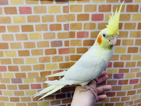 オカメインコ