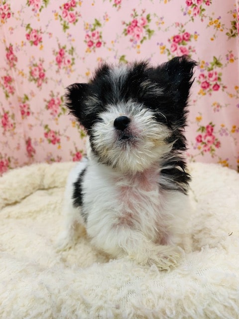 チワマル（マルチワ）