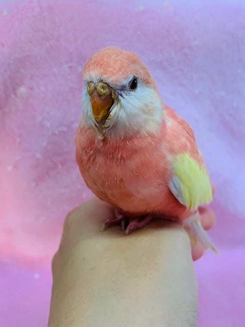 アキクサインコ（秋草インコ）
