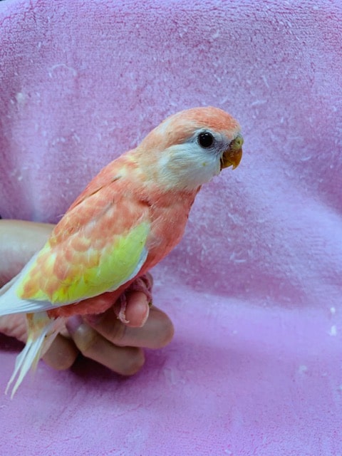 アキクサインコ（秋草インコ）