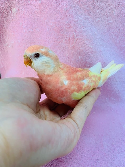 アキクサインコ（秋草インコ）