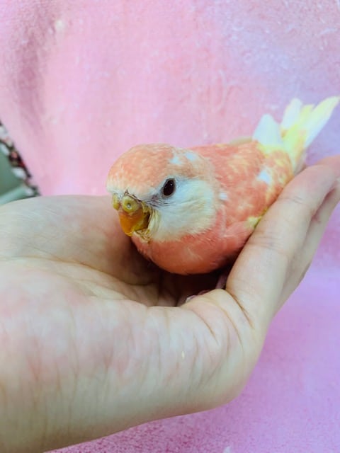アキクサインコ（秋草インコ）
