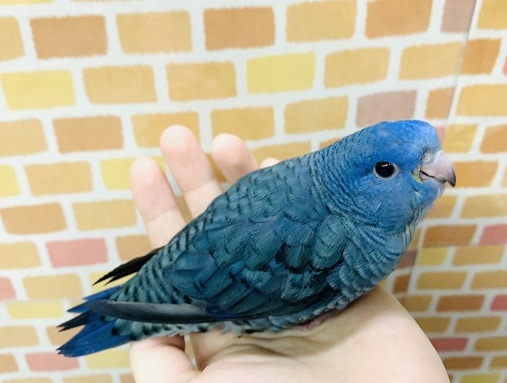 サザナミインコ