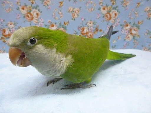 オキナインコ