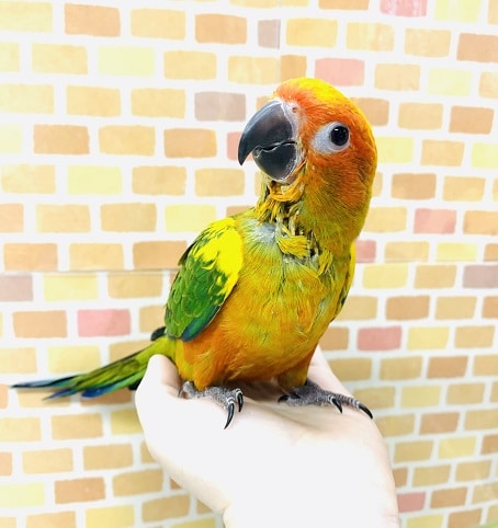 コガネメキシコインコ