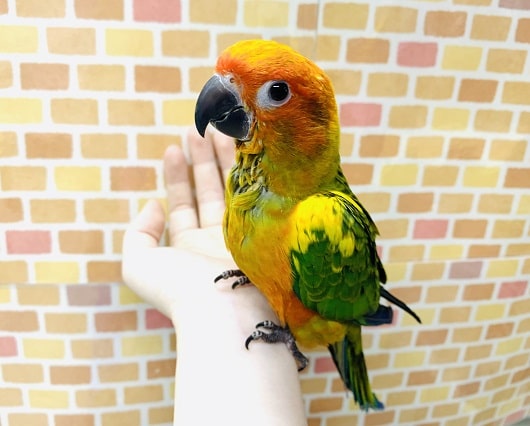 コガネメキシコインコ