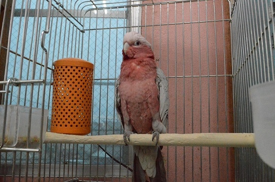 モモイロインコ