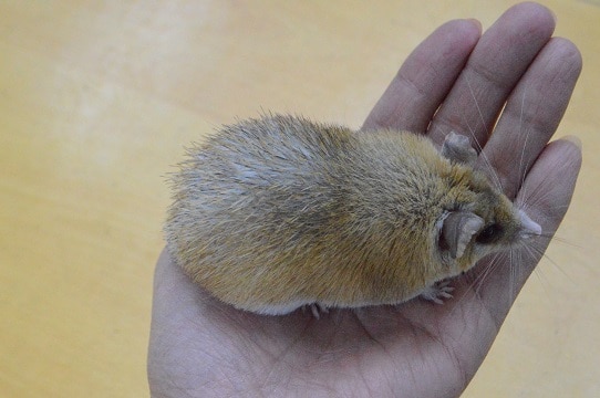 カイロトゲマウス