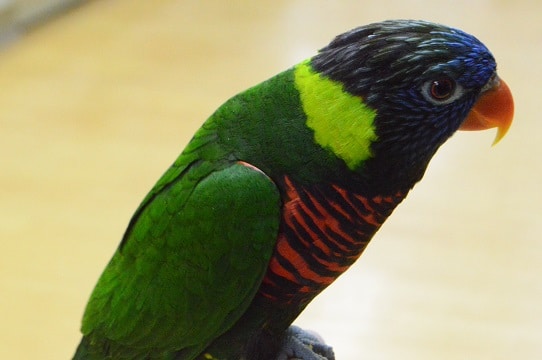 ゴシキセイガイインコ