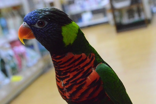 ゴシキセイガイインコ