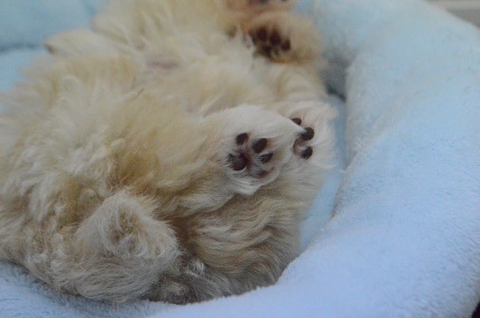 チワマル（マルチワ）