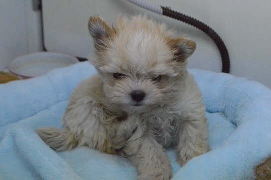 チワマル（マルチワ）