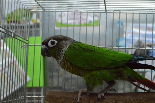 ホオミドリウロコインコ