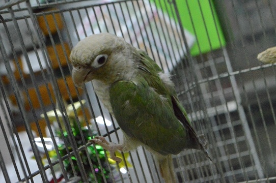 ホオミドリウロコインコ