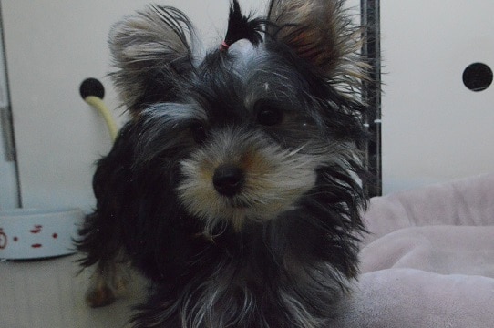 ヨークシャテリア