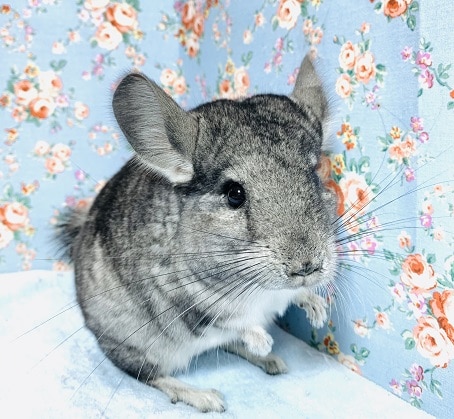 チンチラ