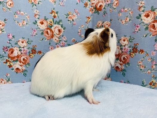 イングリッシュモルモット