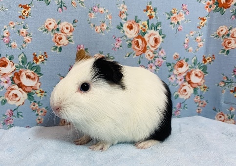 イングリッシュモルモット