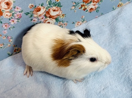 イングリッシュモルモット