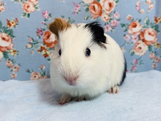 イングリッシュモルモット