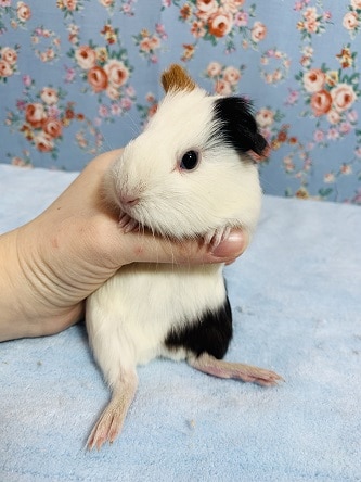 イングリッシュモルモット