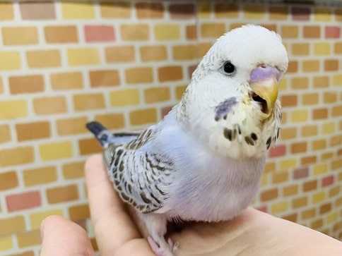 ジャンボセキセイインコ