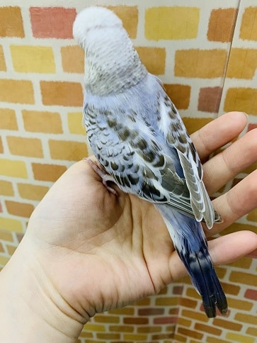 ジャンボセキセイインコ