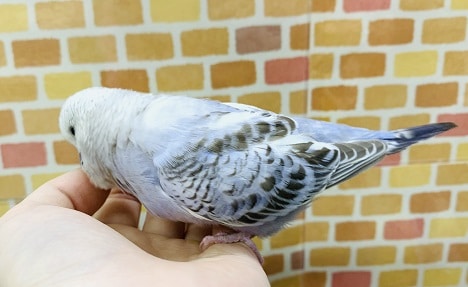 ジャンボセキセイインコ