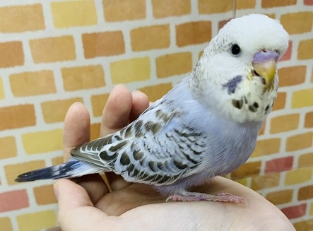 ジャンボセキセイインコ