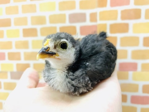 碁石チャボ（ゴイシチャボ）