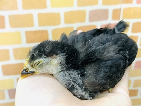 碁石チャボ（ゴイシチャボ）