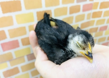 碁石チャボ（ゴイシチャボ）