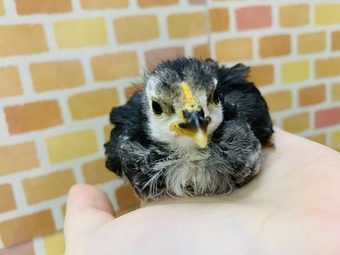 碁石チャボ（ゴイシチャボ）