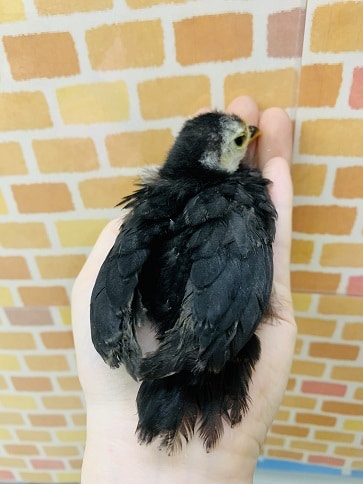 碁石チャボ（ゴイシチャボ）