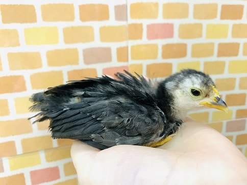 碁石チャボ（ゴイシチャボ）