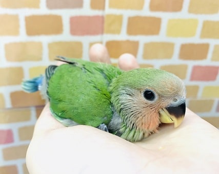 コザクラインコ（小桜インコ）