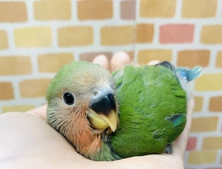 コザクラインコ（小桜インコ）