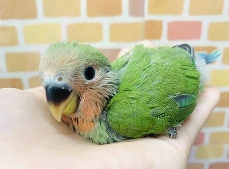 コザクラインコ（小桜インコ）