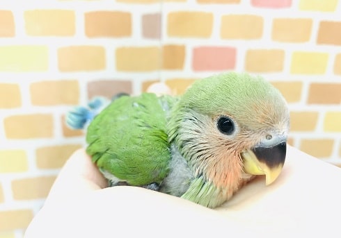 コザクラインコ（小桜インコ）