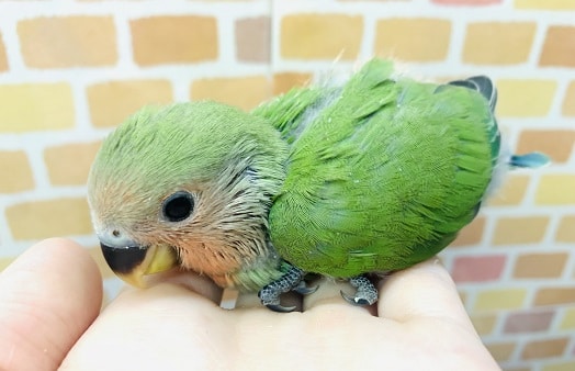 コザクラインコ（小桜インコ）