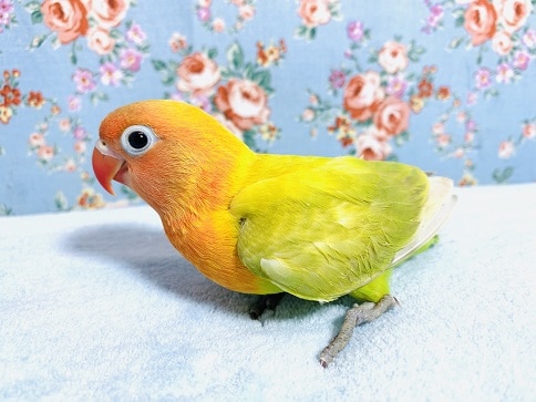 ヤマブキボタンインコ