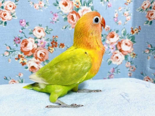 ヤマブキボタンインコ