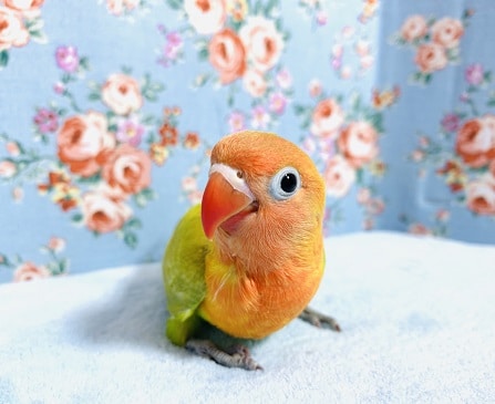 ヤマブキボタンインコ