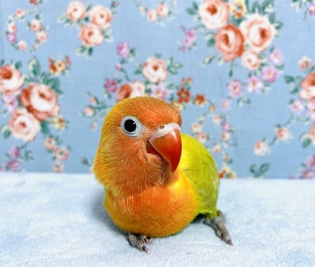 ヤマブキボタンインコ