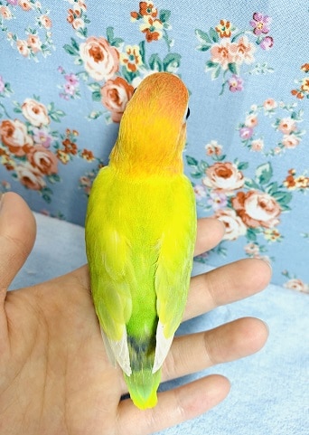 ヤマブキボタンインコ